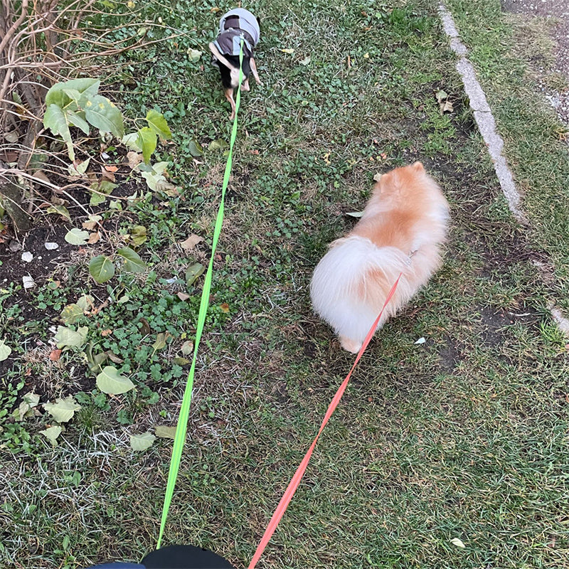 Hundkoppel för två